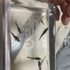 グッピーのちぎょ稚魚の画像
