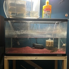 ポリプテルス生体熱帯魚の画像