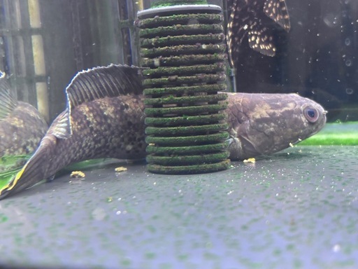スチュワートスネークヘッド✨熱帯魚