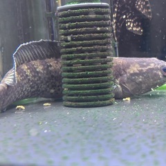 スチュワートスネークヘッド✨熱帯魚
の画像