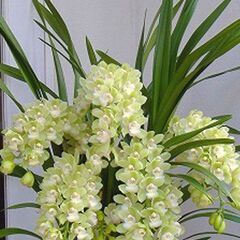 【お譲りします】シンビジウム「伊都の極」鉢植え7号鉢（直径21ｃｍ）洋ラン洋蘭　株　シンビジュームの画像