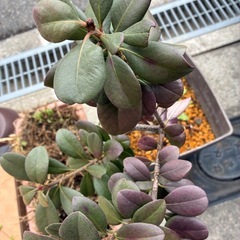 花ホトトギス、沈丁花、シャリンバイ、初雪カズラの画像