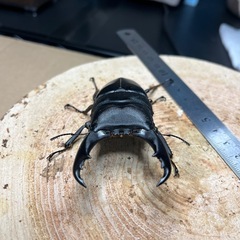 カタンドゥアネスオオヒラタ"テイオウ"②の画像