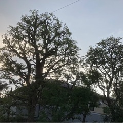 植木屋・植木職人【正社員】未経験OK｜日給11,000円〜｜植木屋見習い・経験者募集の画像