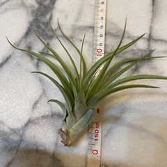 エアーブランツ、チランジアの画像