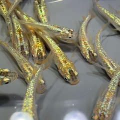 令和黒ラメ幹之サファイア系 メダカ 成魚 1ペアの画像