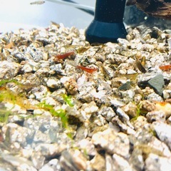 レッドチェリーシュリンプとグッピーの画像