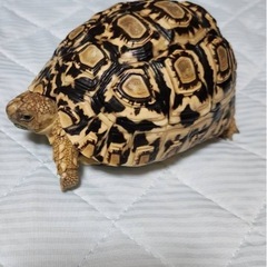 爬虫類ガラスゲージ、リクガメ2匹サービス、ヒーター、バスキングライト、エサリクガメの画像