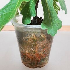 イチジク（サルタン）の挿し木苗　15センチ_Cの画像