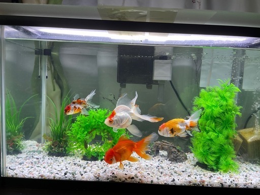 金魚 周辺用品全て
