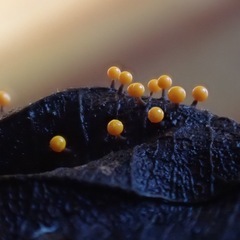 初めての粘菌観察会の画像