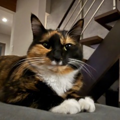 親子🐱【ご年配の方からのお問い合わせ大歓迎】🐱三毛猫2歳🐱…