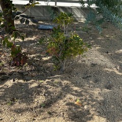 シマトネリコ他植木の画像