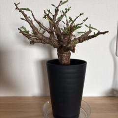 【希少】塊根植物　センナ・メリディオナリス(発根済・美形)　観葉植物の画像