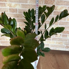 観葉植物　ザミオ　2000円の画像