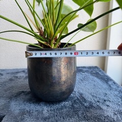 観葉植物_アンスリウム_ピンク_水耕栽培の画像