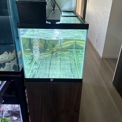 90センチ水槽の画像