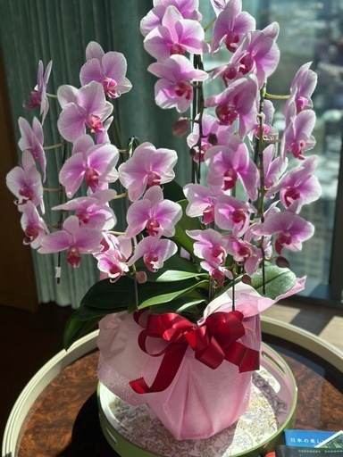 至急 胡蝶蘭　訳あり