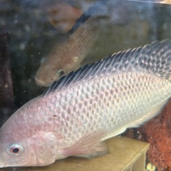 ティラピア　2匹セットの画像