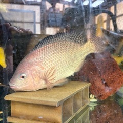 ティラピア　2匹セットの画像