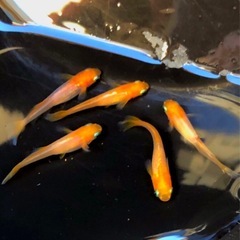 【プラチナ☆牡丹】メダカ.ヒカリ体型【若魚メス⒉×オス⒉ 】⒉ペア+αの画像