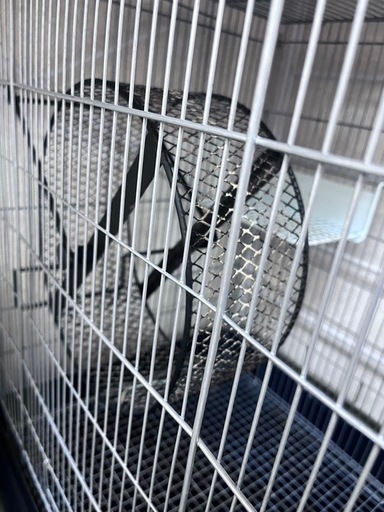 【総額3万以上‼︎】デグー(小動物)ケージ&飼育用品まとめ売り