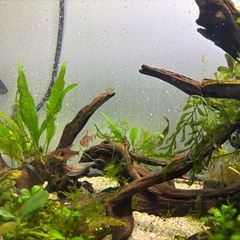 キングロイヤルぺコルティア等熱帯魚まとめてお譲りします！の画像