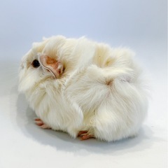 アビシニアン　販売中❗️