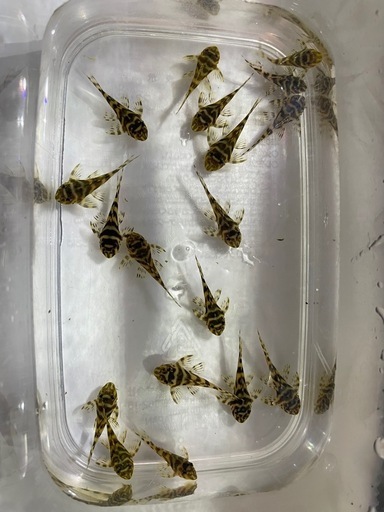 キンペコの稚魚10匹