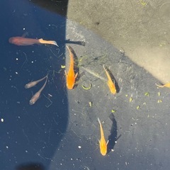 紅帝楊貴妃メダカ5匹　の画像