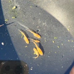 紅帝楊貴妃メダカ5匹　の画像