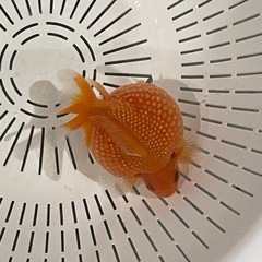 金魚 ピンポンパール   の画像