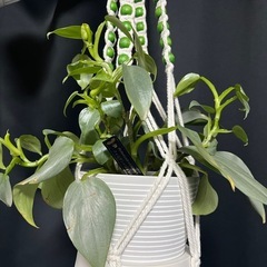 ✨🉐✨【カッコイイ観葉植物】フィロデンドロンシルバーメタル　　おしゃれな鉢、カッコイイタグ付の画像