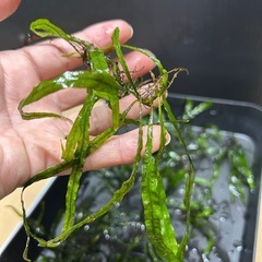 値下げ！水草　ミクロソリウム　本ナローの画像