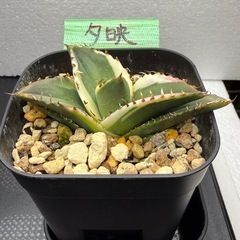 アガベ　チタノタ　夕映厳龍の画像