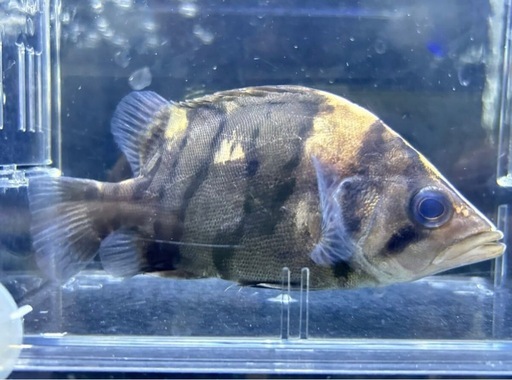 ダトニオ リアルバンド 　