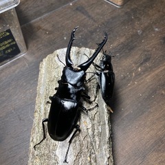 KOTA's insect ギラファ 即ブリペア KOTA店長ブリードの画像