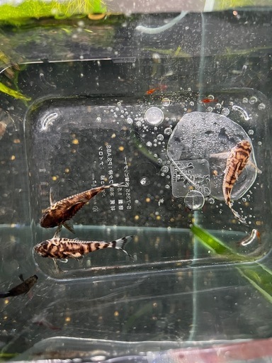 コリドラスゼブリーナ3匹セット(熱帯魚、メダカ)