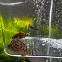 コリドラスゼブリーナ3匹セット(熱帯魚、メダカ)の画像