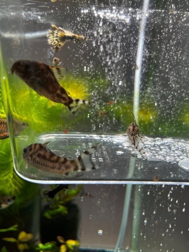 コリドラスゼブリーナ3匹セット(熱帯魚、メダカ)