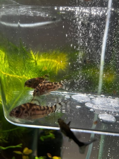 コリドラスゼブリーナ3匹セット(熱帯魚、メダカ)