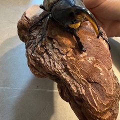 【B品・即ブリ可】ヘラクレスオオカブト　CBF1　♂単品  84mmの画像