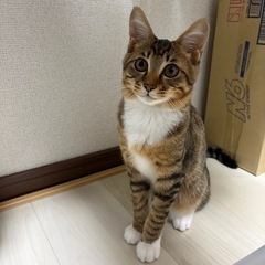 里親募集中です‼️ - 里親募集