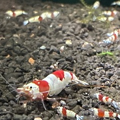 レッドビーシュリンプ10匹➕おまけ付き
の画像