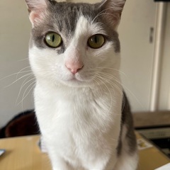 ハチワレちゃん＊1歳半