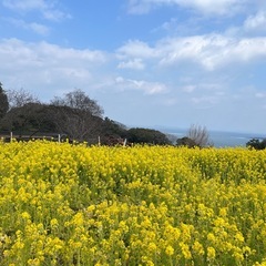 🌺🌈 HULA MAHALO 発表会のお知らせ🌈🌺