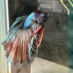 ベタ　オス　カッパー系の画像