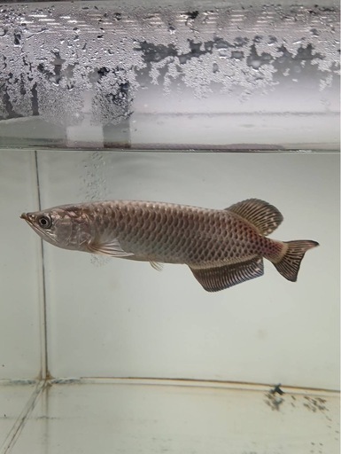取引中 熱帯魚　古代魚　魚