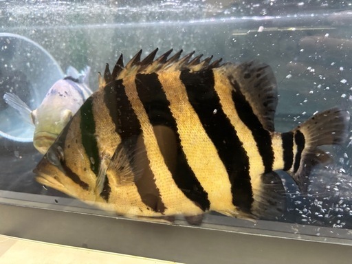 ダトニオ
