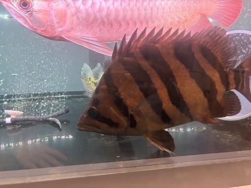 ダトニオ